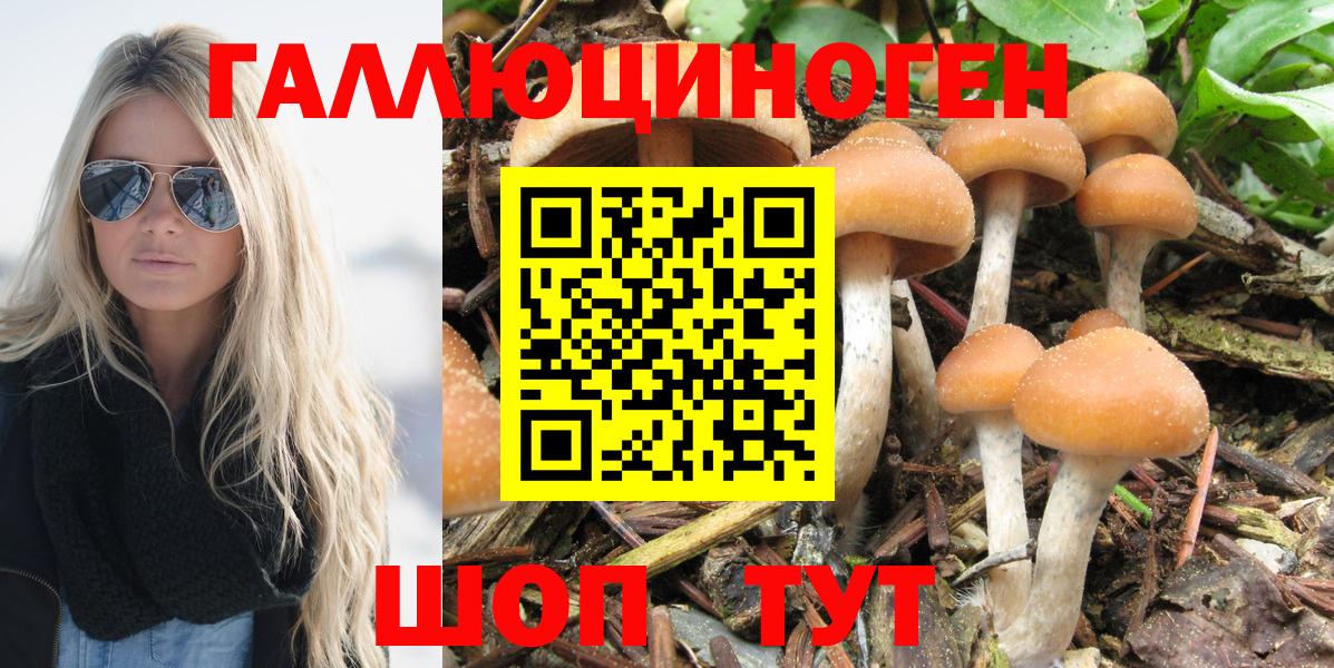 Псилоцибиновые грибы Cubensis  Галлюциногенные грибы Cubensis  Тихорецк  Вход с VPN 